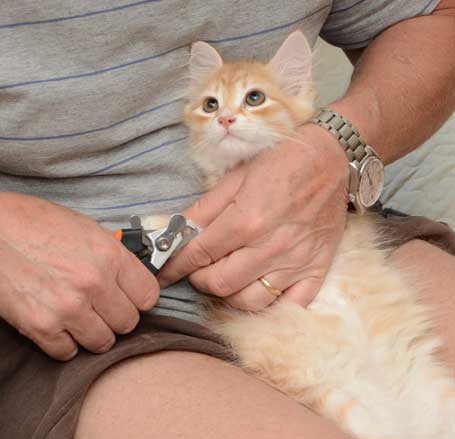 sibirisk kattunge Mir