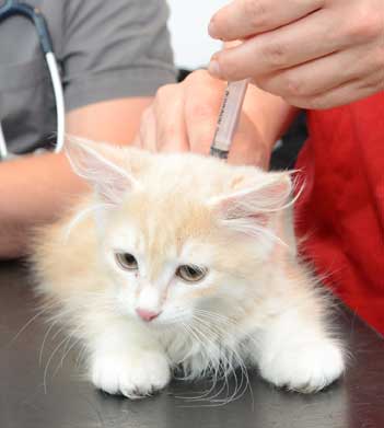 sibirisk kattunge Magni