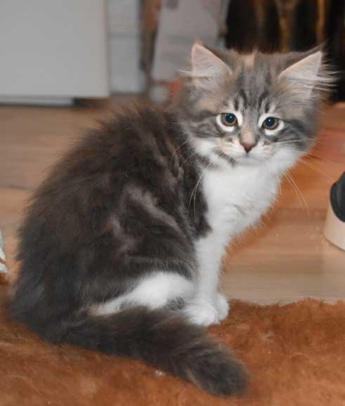 Sibirisk katt Mantas Tindra