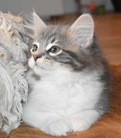 sibirisk katt Tindra