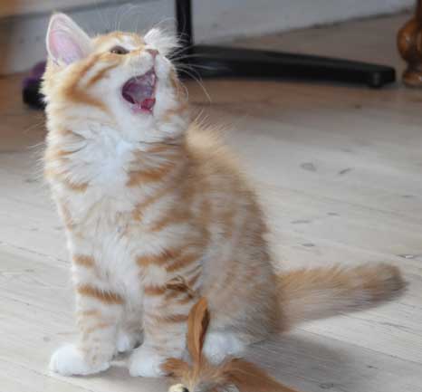 sibirisk katt Mantas Trilla