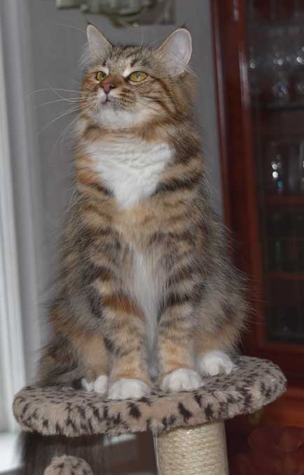 Sibirisk katt Mantas Valeria
