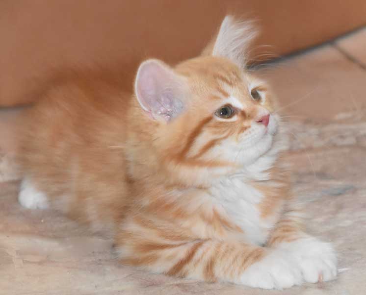 sibirisk katt Mantas Trilla