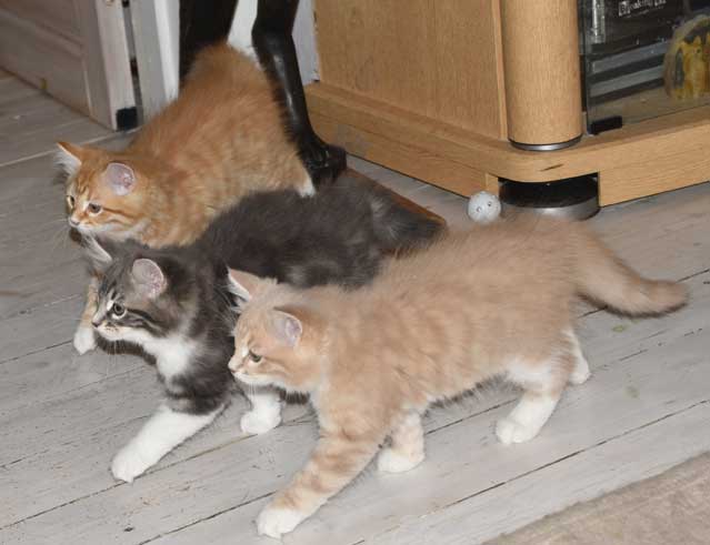 sibirisk katt T-kull