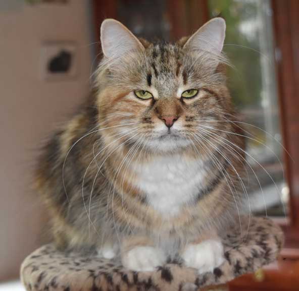 sibirisk katt Mantas Valeria