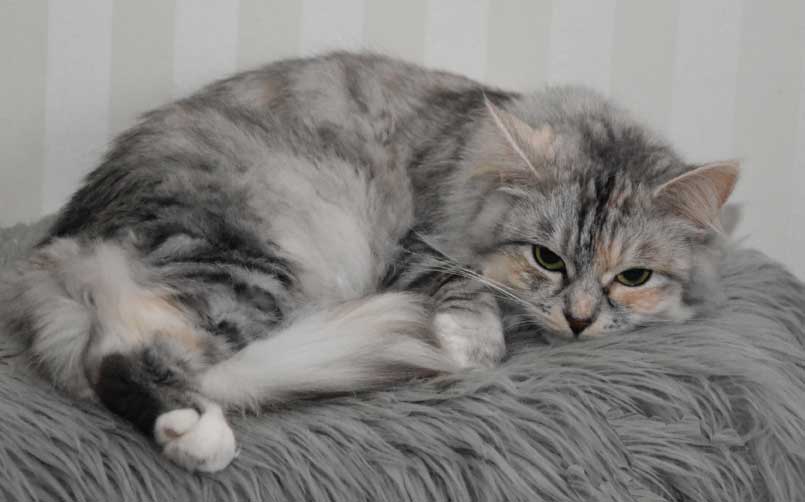 sibirisk katt Zinnie