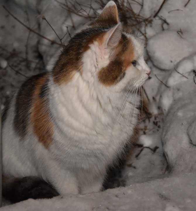 sibirisk katt Tracie