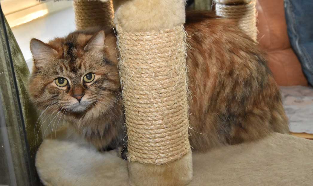 Sibirisk katt Roxy
