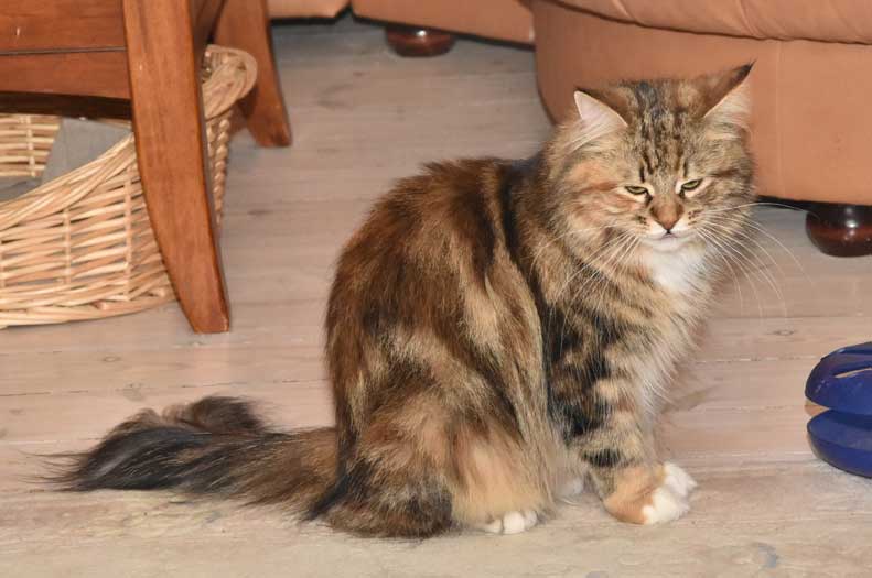 Sibirisk katt Lillungen