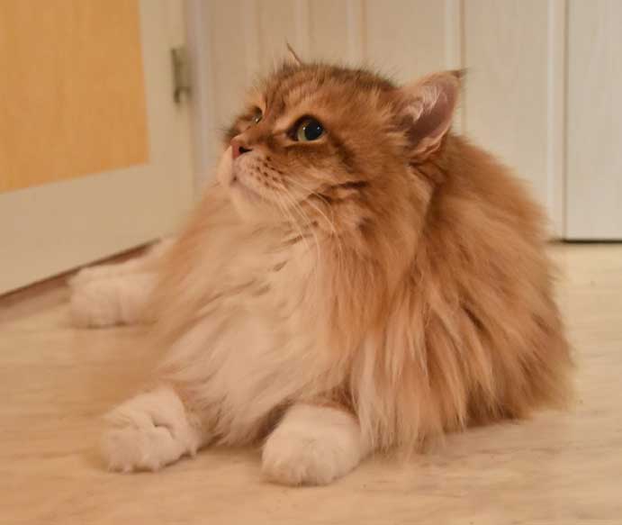 sibirisk katt Klimpen