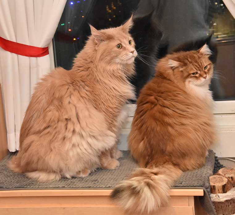 Maine Coon och Sibirisk katt