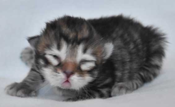 sibirisk kattunge Orinda