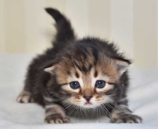 sibirisk kattunge Ohara
