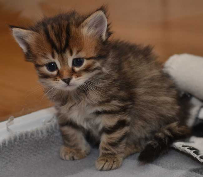 sibirisk kattunge Orinda