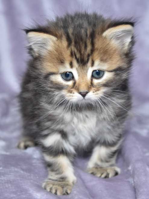 sibirisk kattunge Ohara
