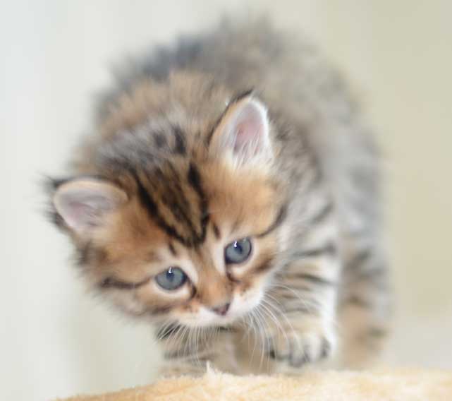 sibirisk kattunge Orinda
