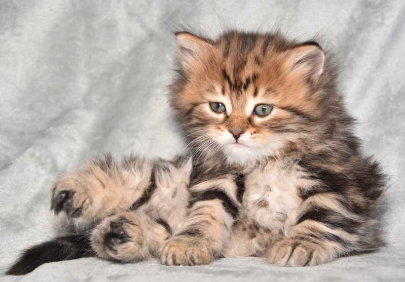 sibirisk kattunge Olga