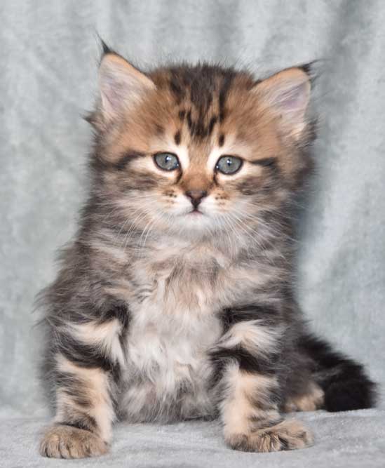 sibirisk kattunge Ohara