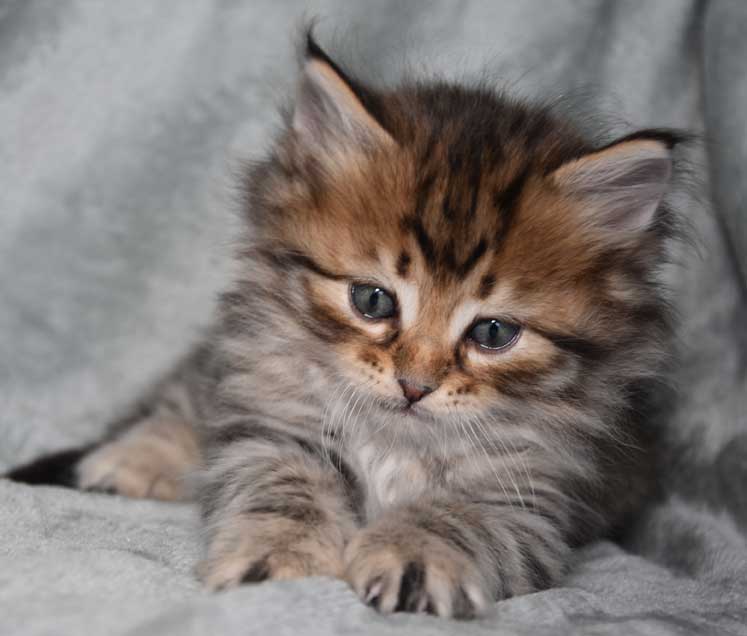 sibirisk kattunge Odin