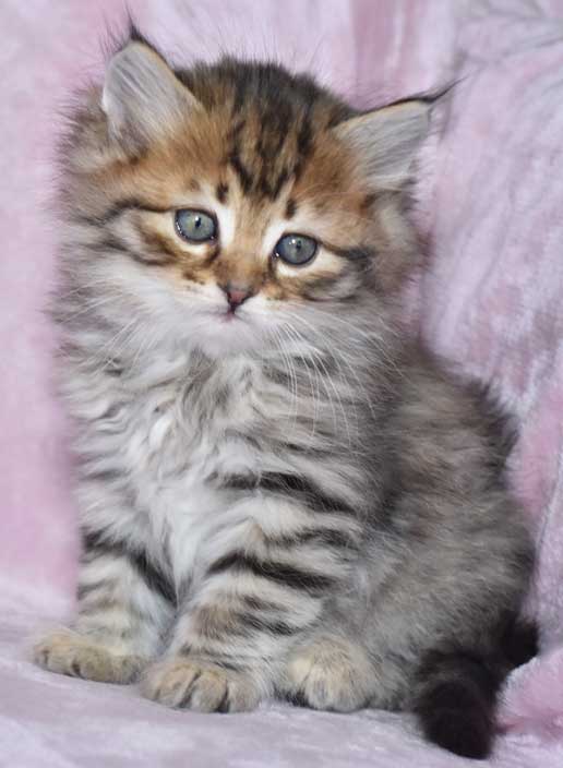 sibirisk katt Odin