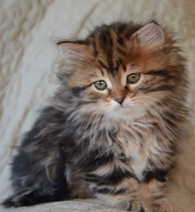 sibirisk kattunge Olga