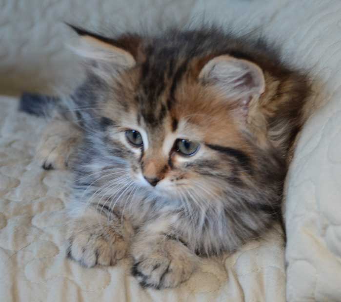sibirisk kattunge Ohara