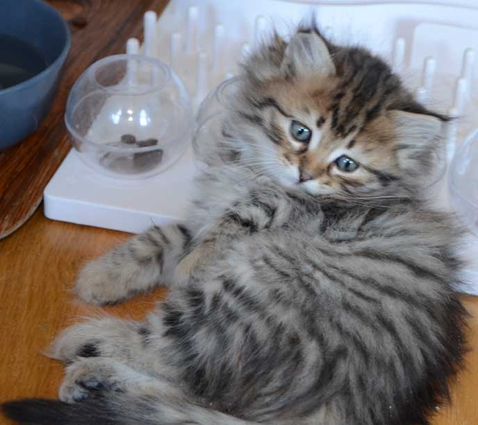 sibirisk kattunge Odin