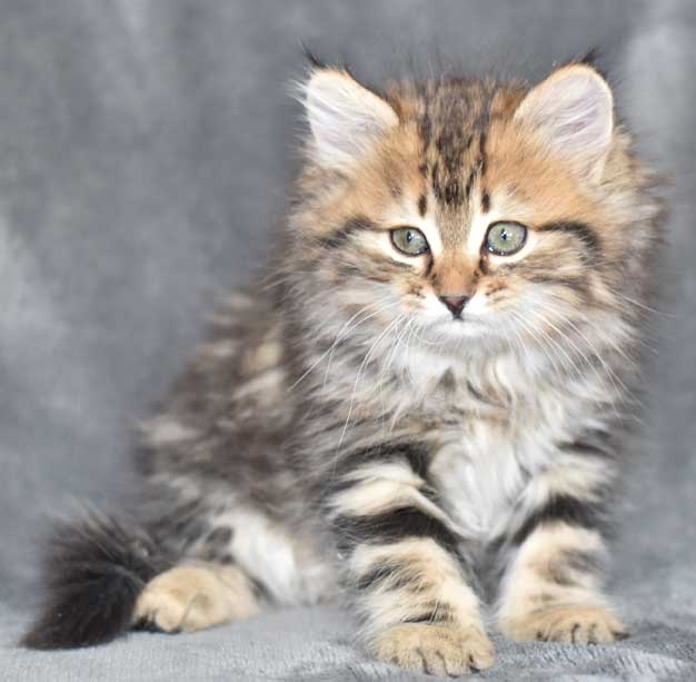 sibirisk kattunge Ohara