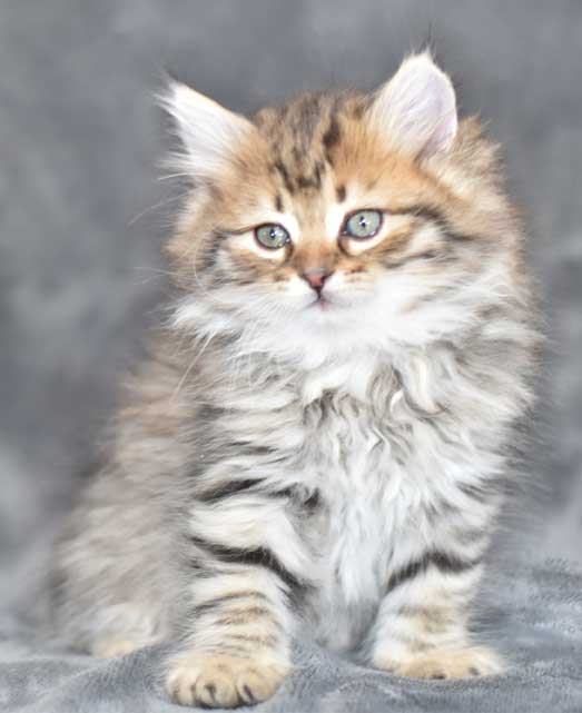 sibirisk kattunge Odin