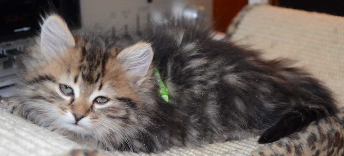 sibirisk katt Ohara