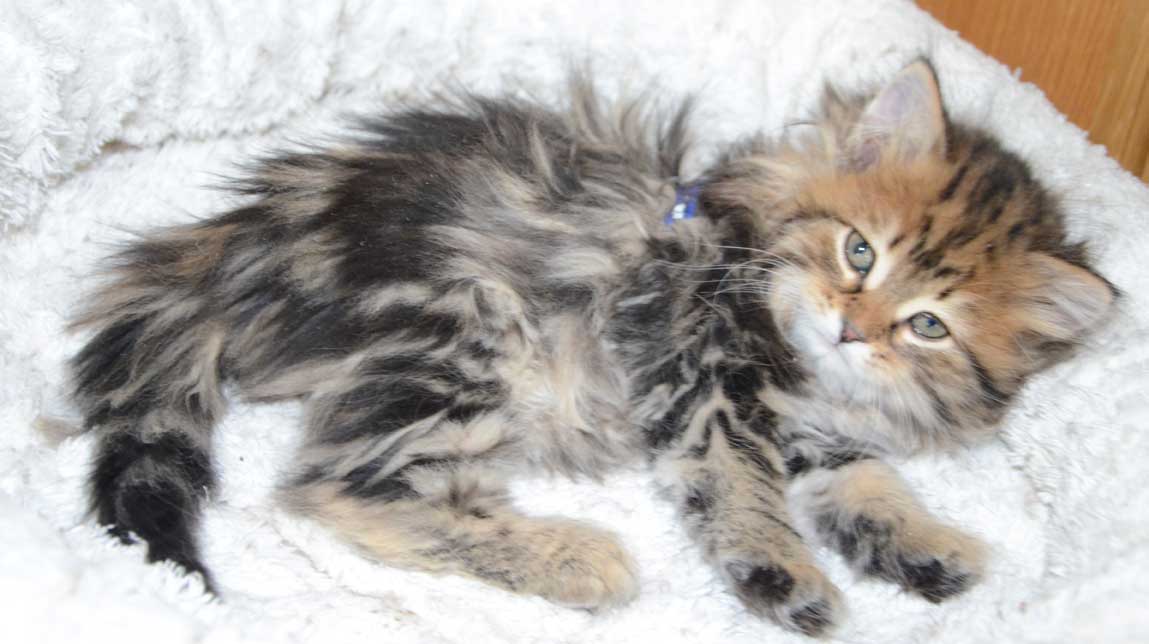 sibirisk kattunge Olga