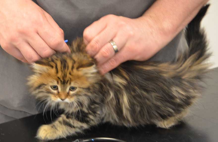 sibirisk kattunge Olga