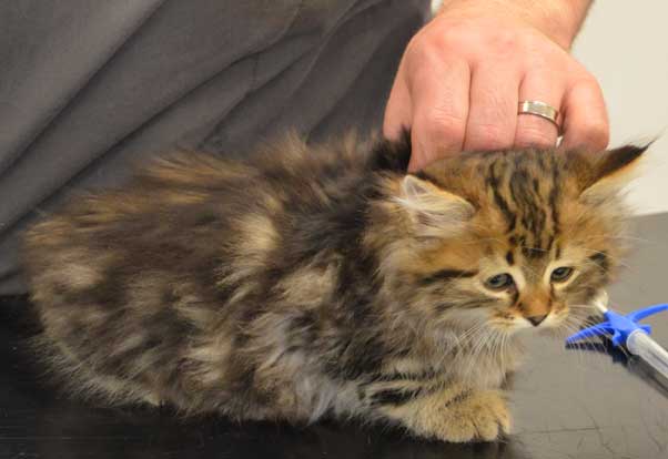 sibirisk kattunge Ohara