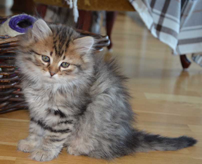 sibirisk kattunge Odin
