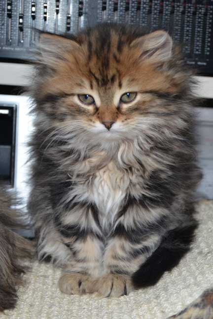 sibirisk kattunge Olga