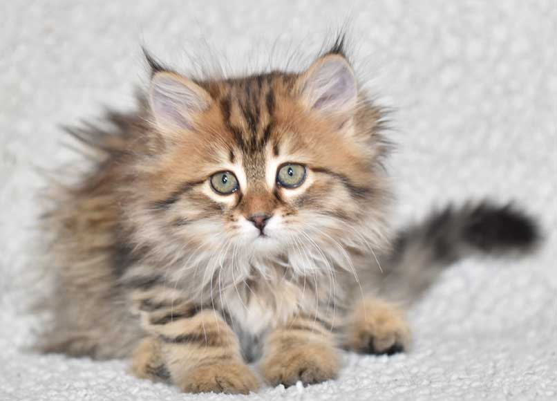 sibirisk kattunge Orinda