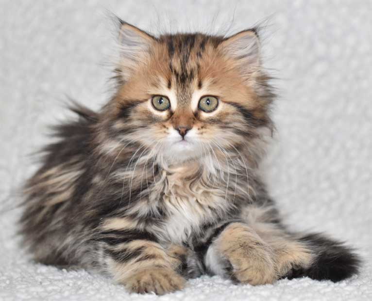 sibirisk kattunge Olga