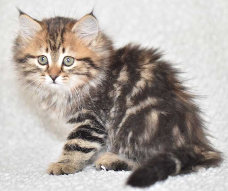 sibirisk kattunge Ohara