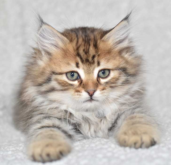 sibirisk kattunge Odin