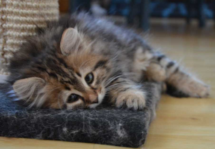 sibirisk katt Ohara