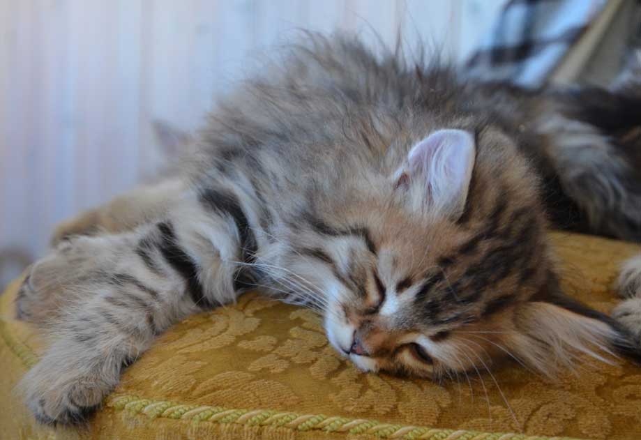 sibirisk katt Odin