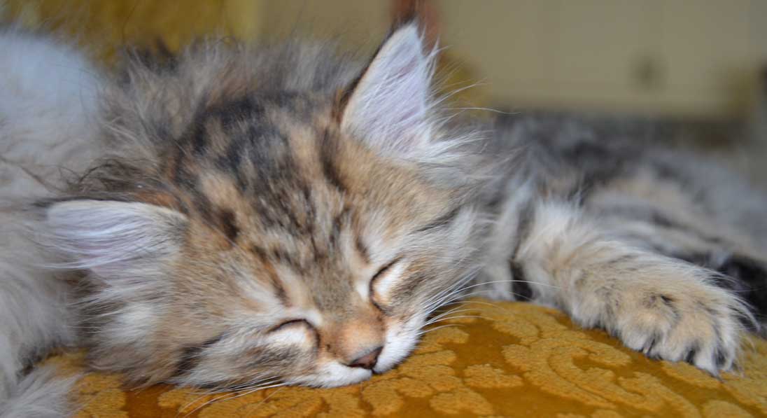 sibirisk kattunge Odilia