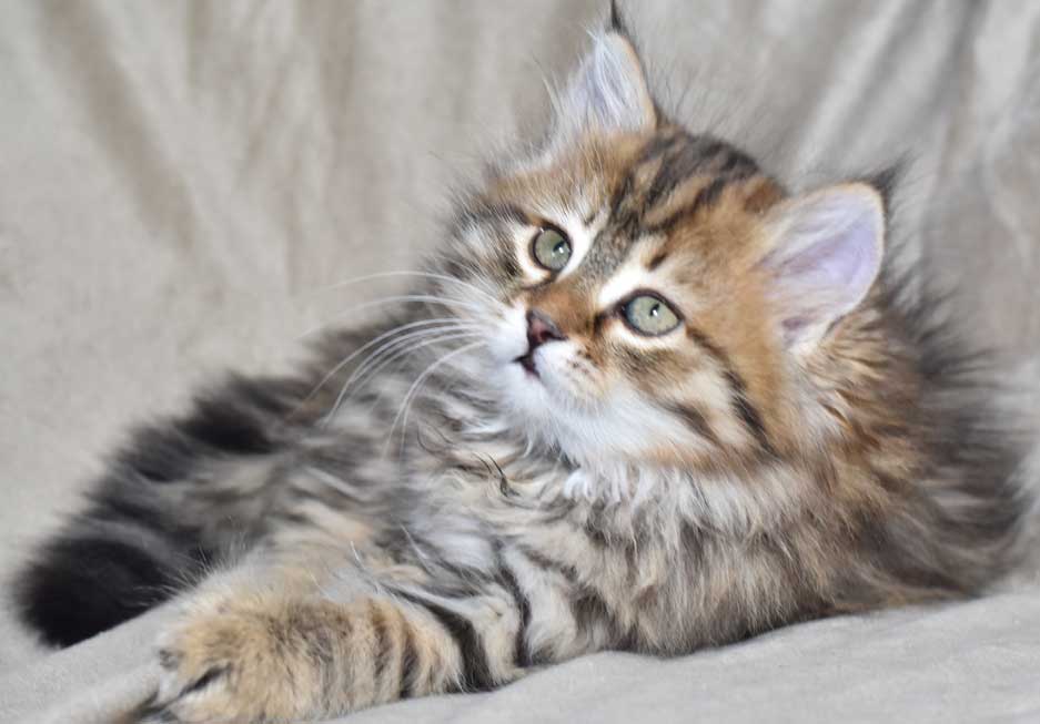 sibirisk kattunge Orinda
