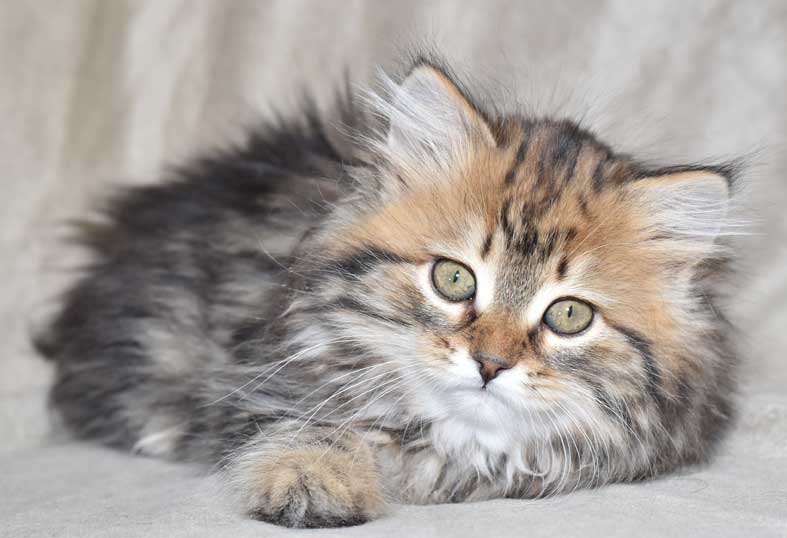 sibirisk kattunge Olga