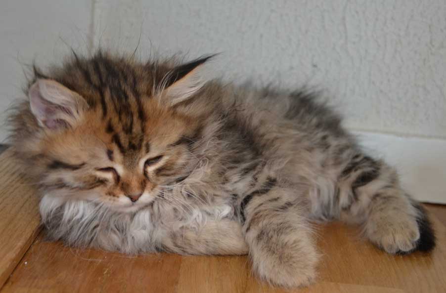 sibirisk katt Odin