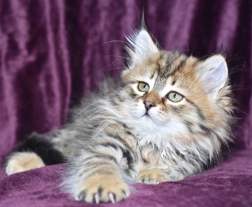 sibirisk kattunge Orinda