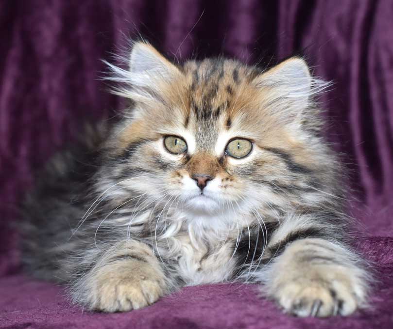 sibirisk kattunge Olga