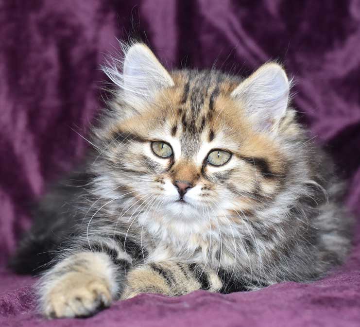sibirisk katt Ohara