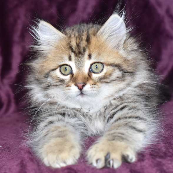 sibirisk kattunge Odin