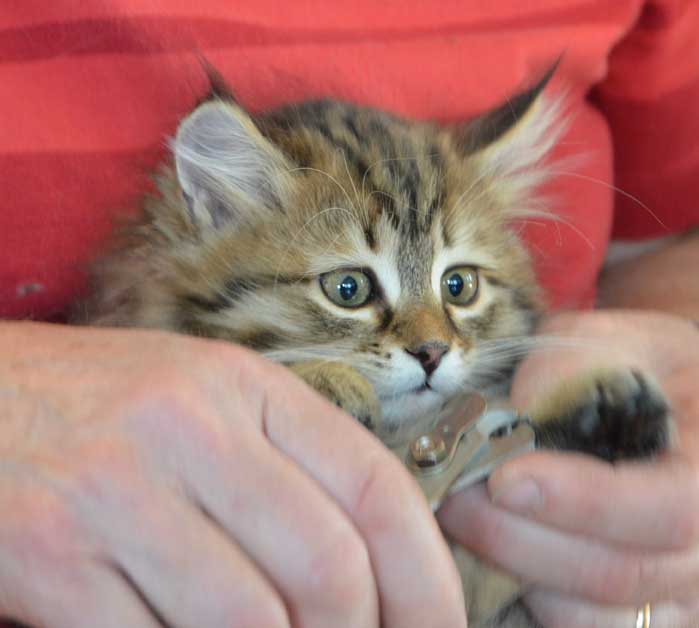 sibirisk kattunge Orinda
